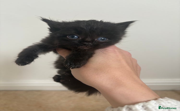 Persian cats - Advert 2