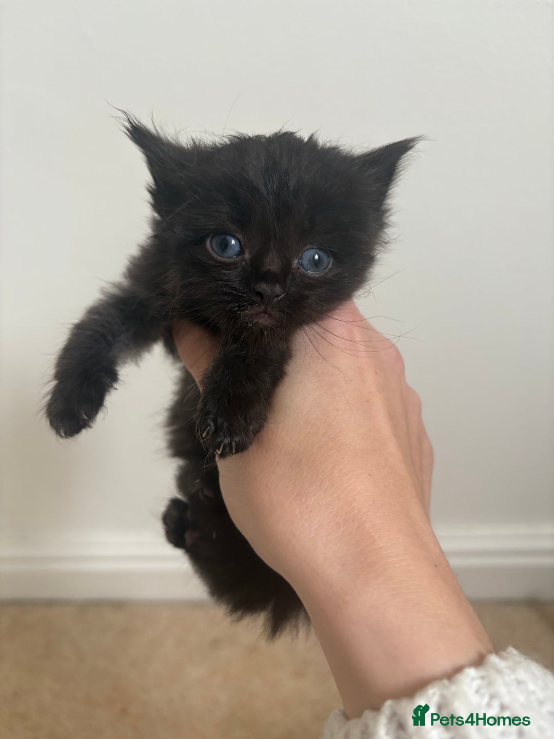 Persian cats for sale: 5 little Persian x boys - Image 1
