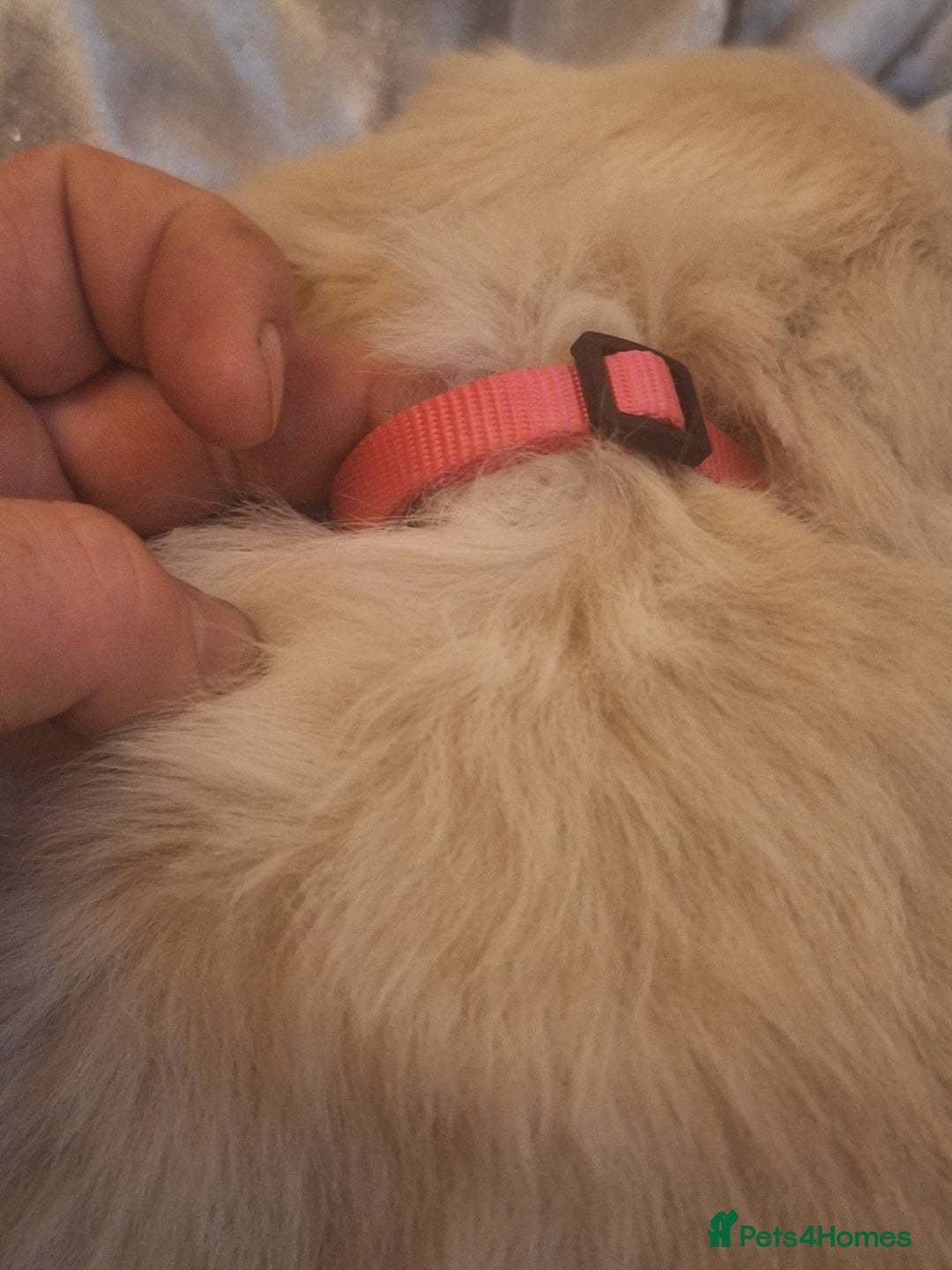 Golden Retriever dogs for sale: ⭐️⭐️Gorgeous White Golden Retriever Pups⭐️⭐️ - Advert 23