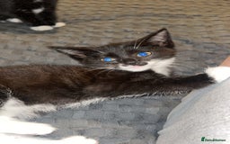 British Shorthair cats for sale: Two kittens for sale  - Image 3