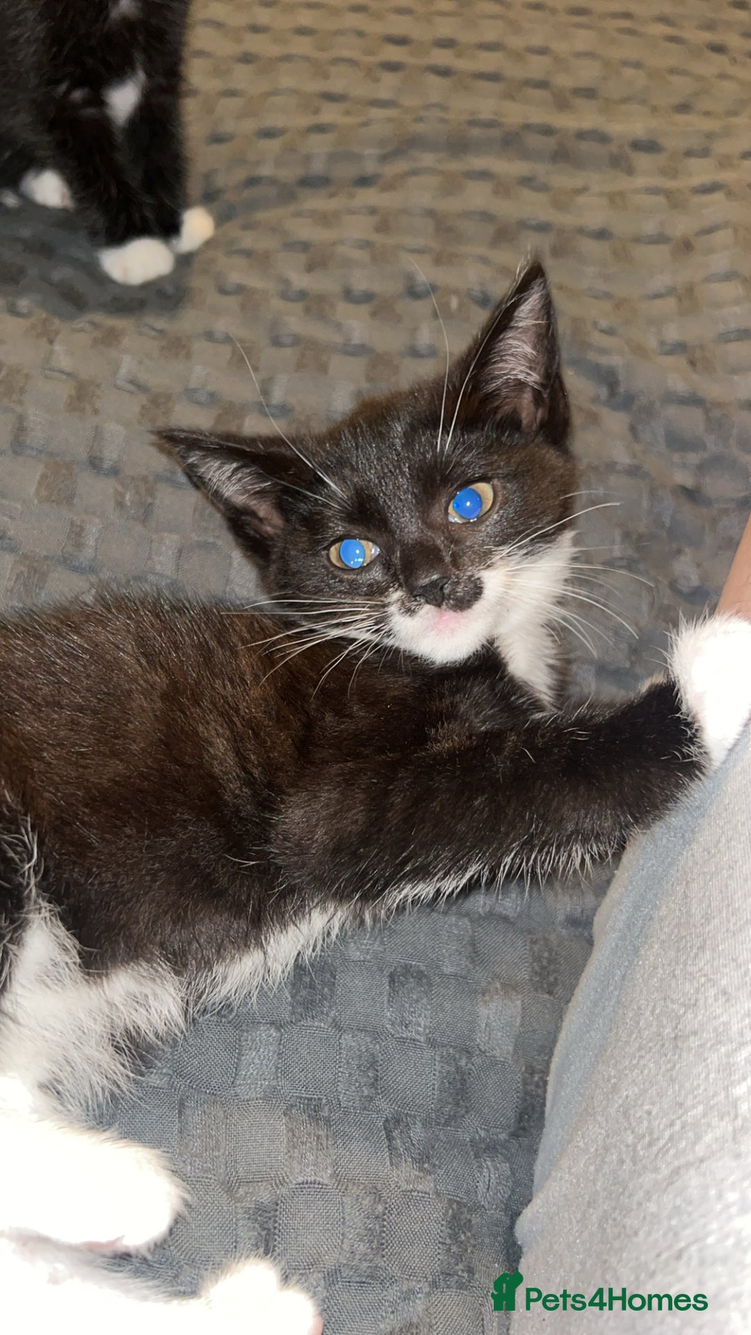 British Shorthair cats for sale: Two kittens for sale  - Image 3