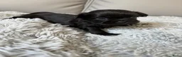 Shih Tzu dogs for sale: Stunning Shih Tzu puppies  in Wisbech - Advert 13