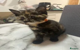 Ragdoll cats for sale: Beautiful Ragdoll Tortishell Kittens for sale! - Image 14