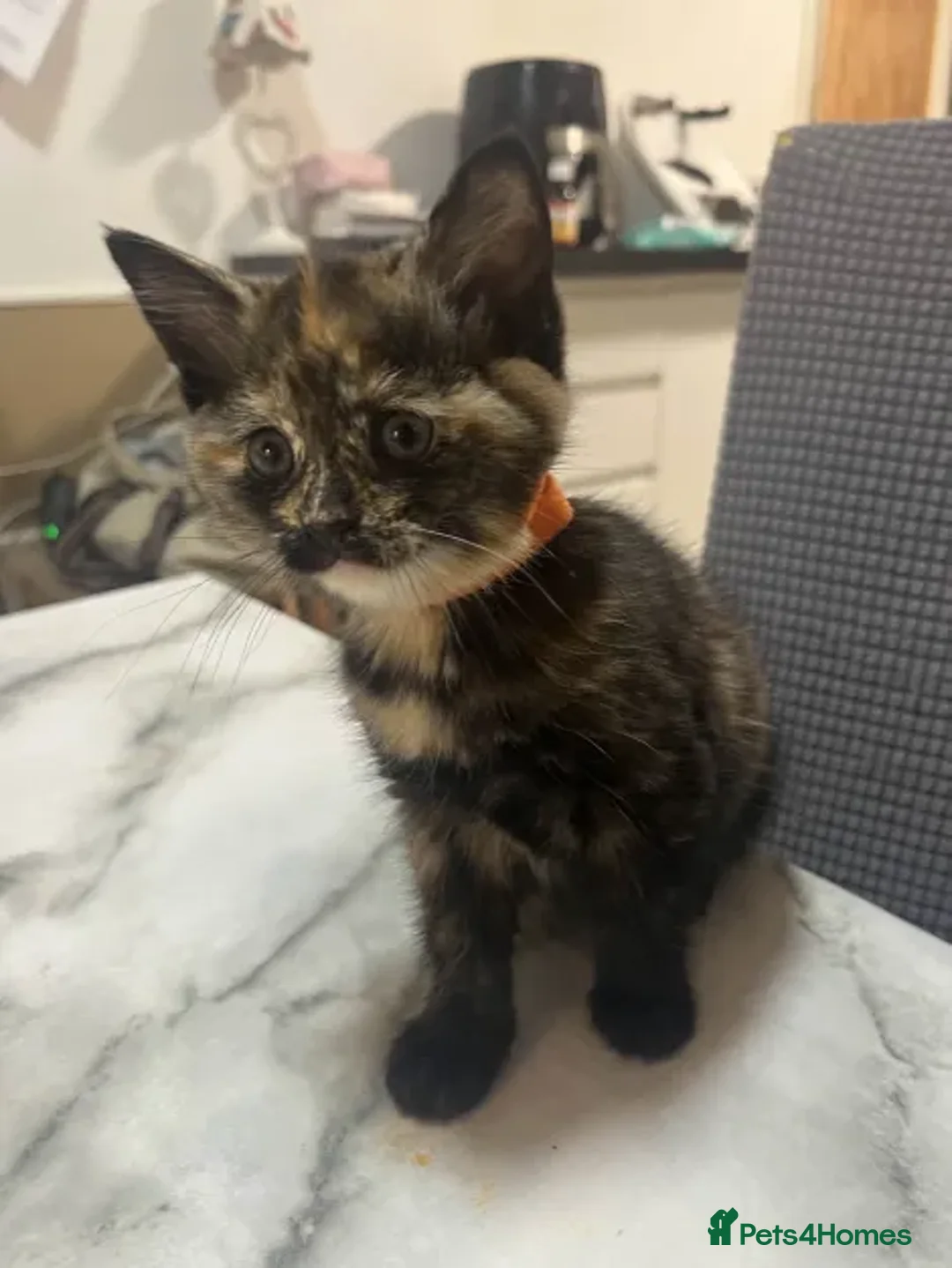 Ragdoll cats for sale: Beautiful Ragdoll Tortishell Kittens for sale! - Image 14