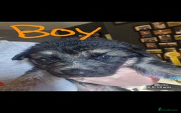 Shepsky dogs for sale: 6 shepsky pups - Image 10