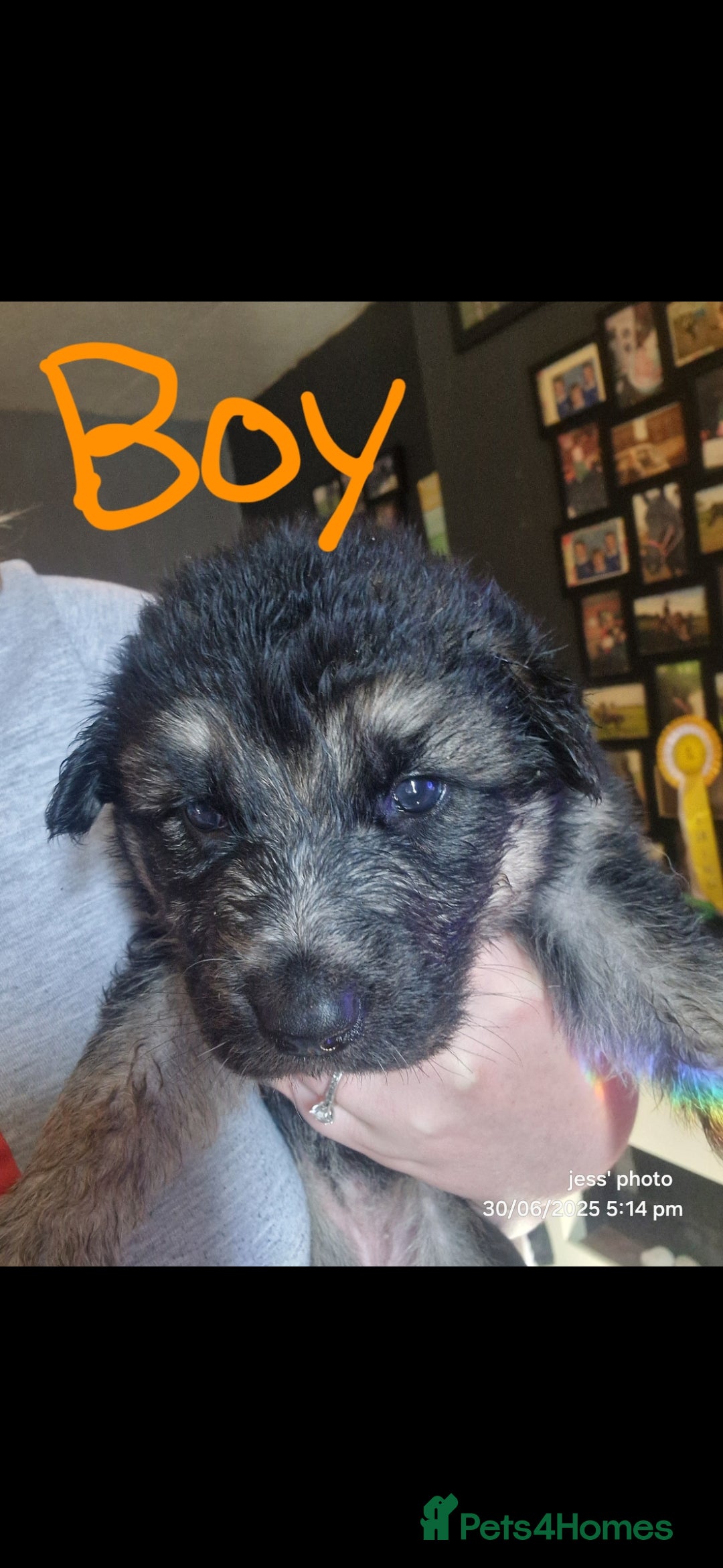 Shepsky dogs for sale: 6 shepsky pups - Image 10