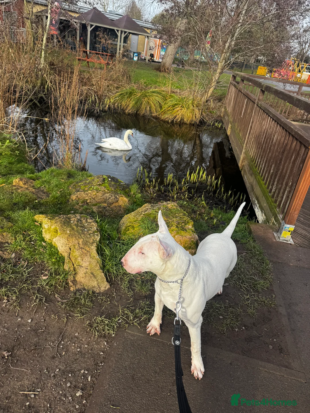 English Bull Terrier dogs for sale: Bull terrier  - Advert 5