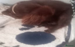 Mixed Breed dogs for sale: Cockerjack puppies - Image 12