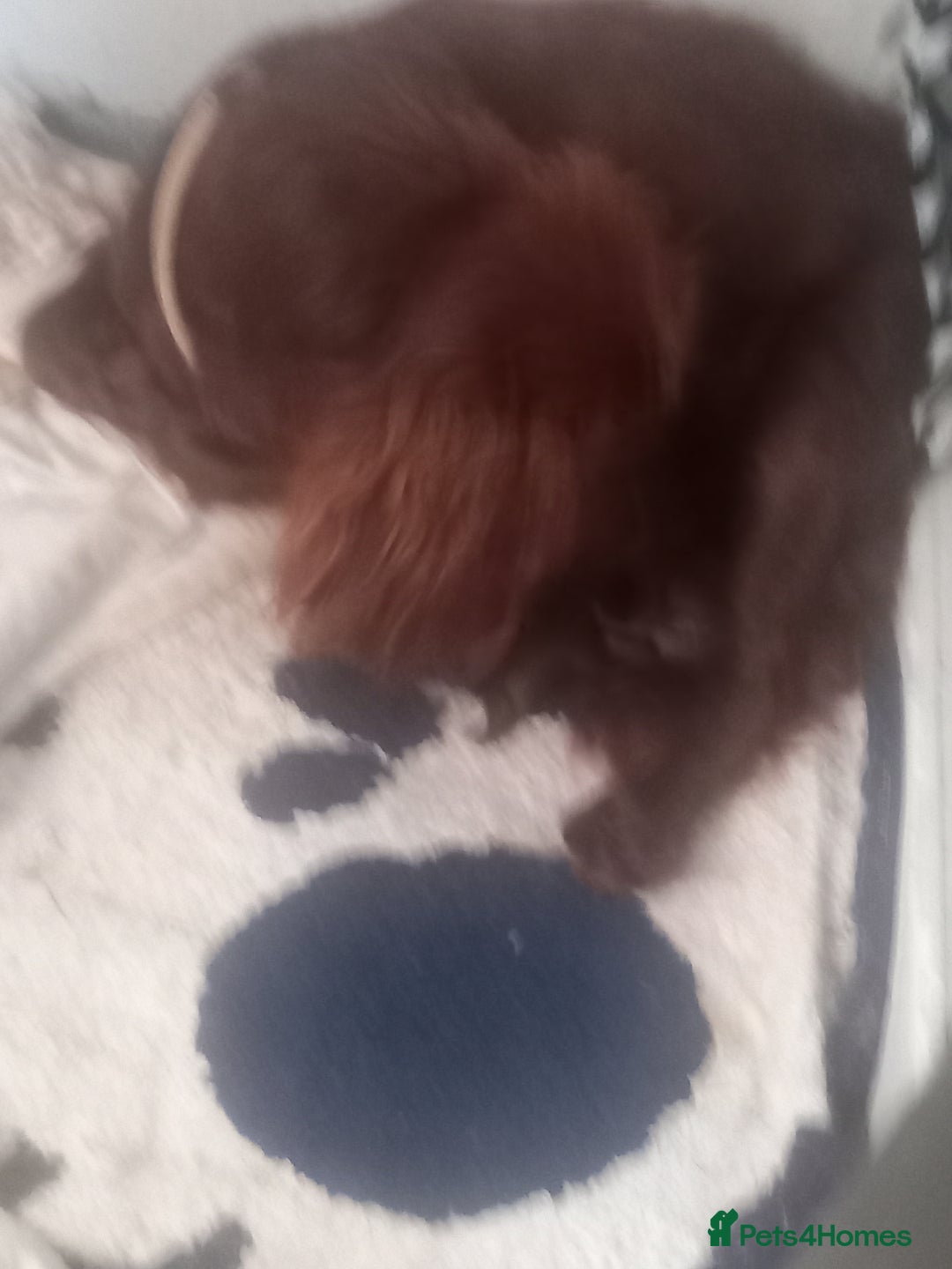 Mixed Breed dogs for sale: Cockerjack puppies - Image 12