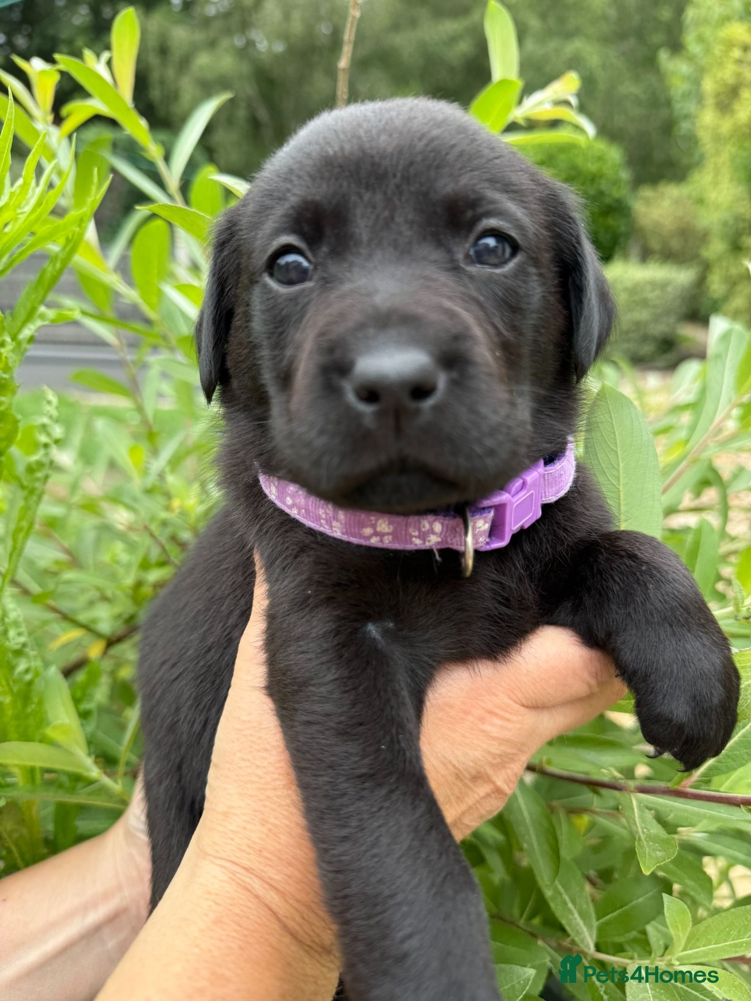 Labrador Retriever dogs Beautiful KC Black Labrador Retriever Puppies  - Advert 1