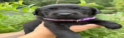 Labrador Retriever dogs for sale: Beautiful KC Black Labrador Retriever Puppies  - Advert 1