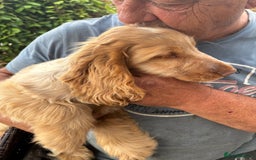 Cocker Spaniel dogs for sale: Show cocker spaniels in Doncaster - Image 35