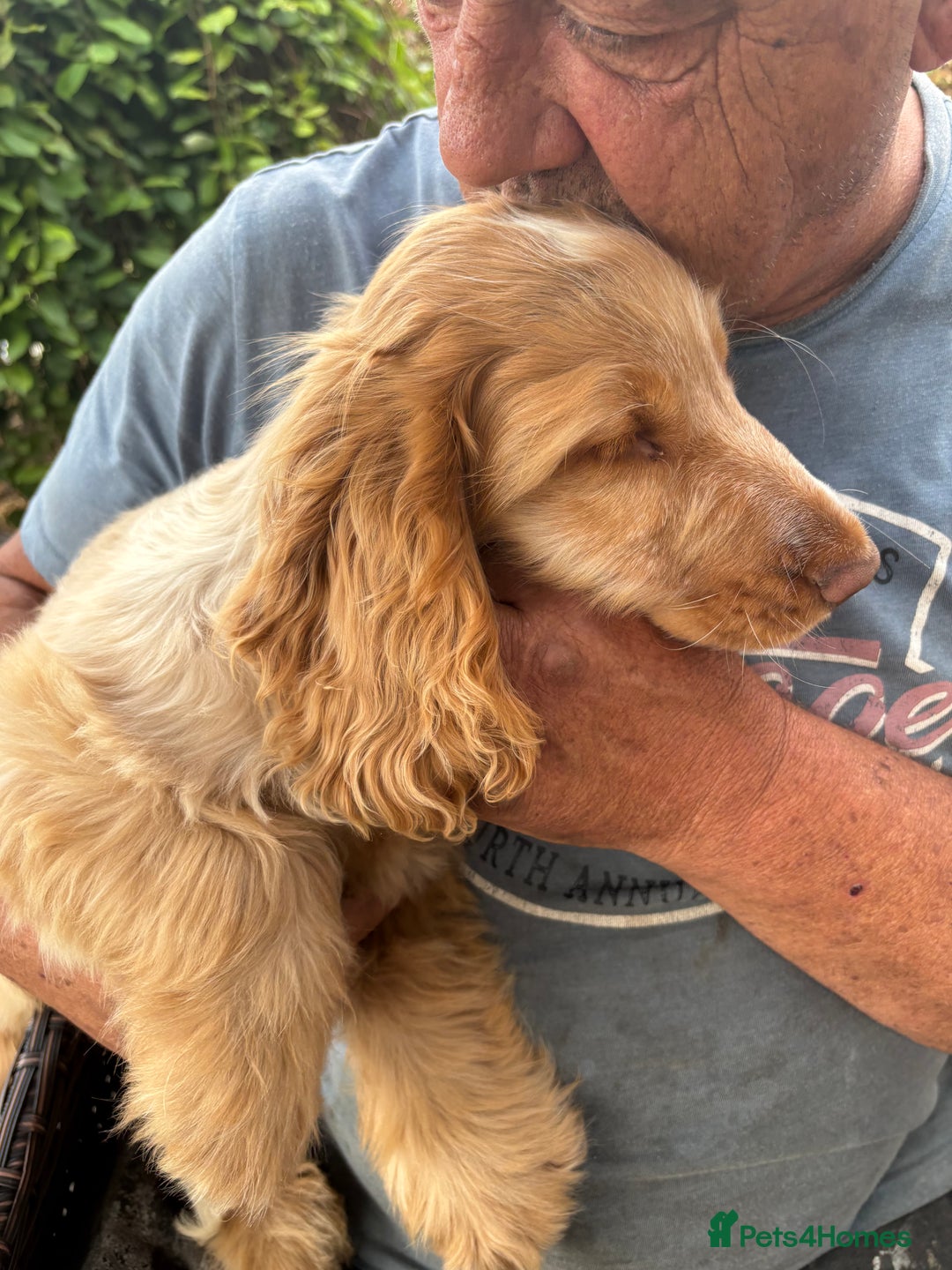 Cocker Spaniel dogs for sale: Show cocker spaniels in Doncaster - Image 35
