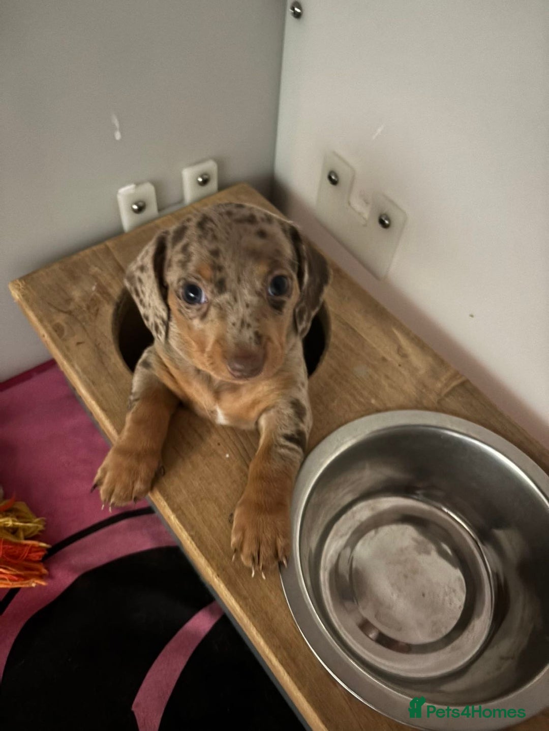 Miniature Dachshund dogs for sale: Miniature dachshunds puppie - Image 2