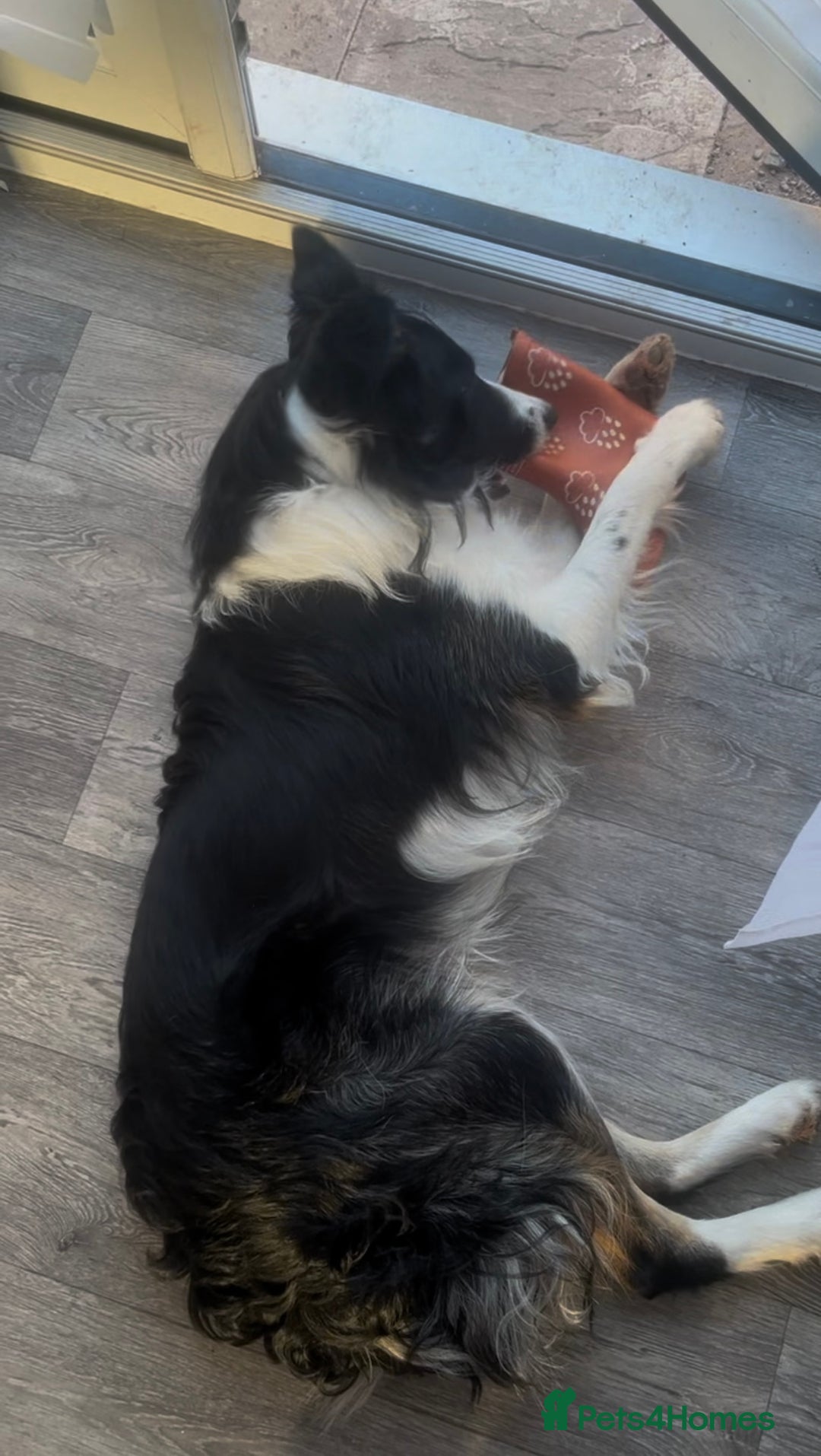Border Collie dogs for sale: Lovely Border Collie - Image 7
