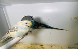Budgerigars birds for sale: Stunning baby rainbow/pied budgies  in Luton - Image 19
