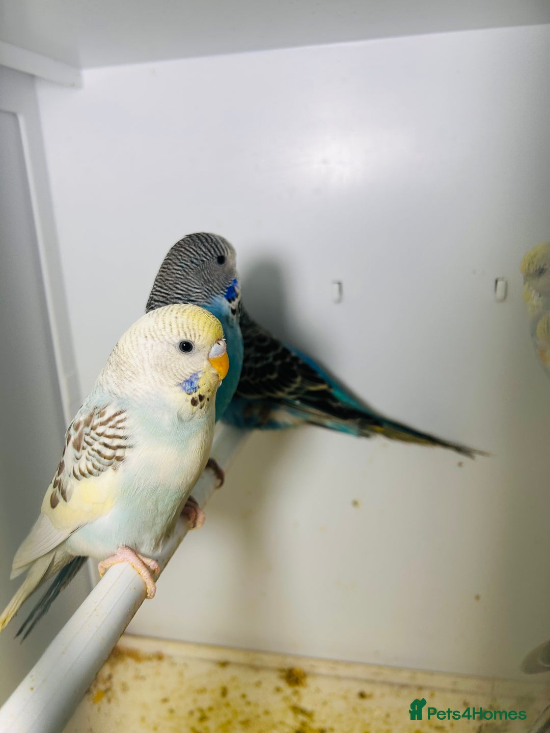 Budgerigars birds for sale: Stunning baby rainbow/pied budgies  in Luton - Image 19