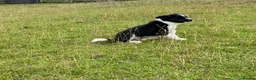Border Collie dogs for sale: ***1 left***Border Collies Puppies - Advert 7
