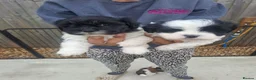 Lhasa Apso dogs for sale: Lhasa Apso Puppies  - Advert 1