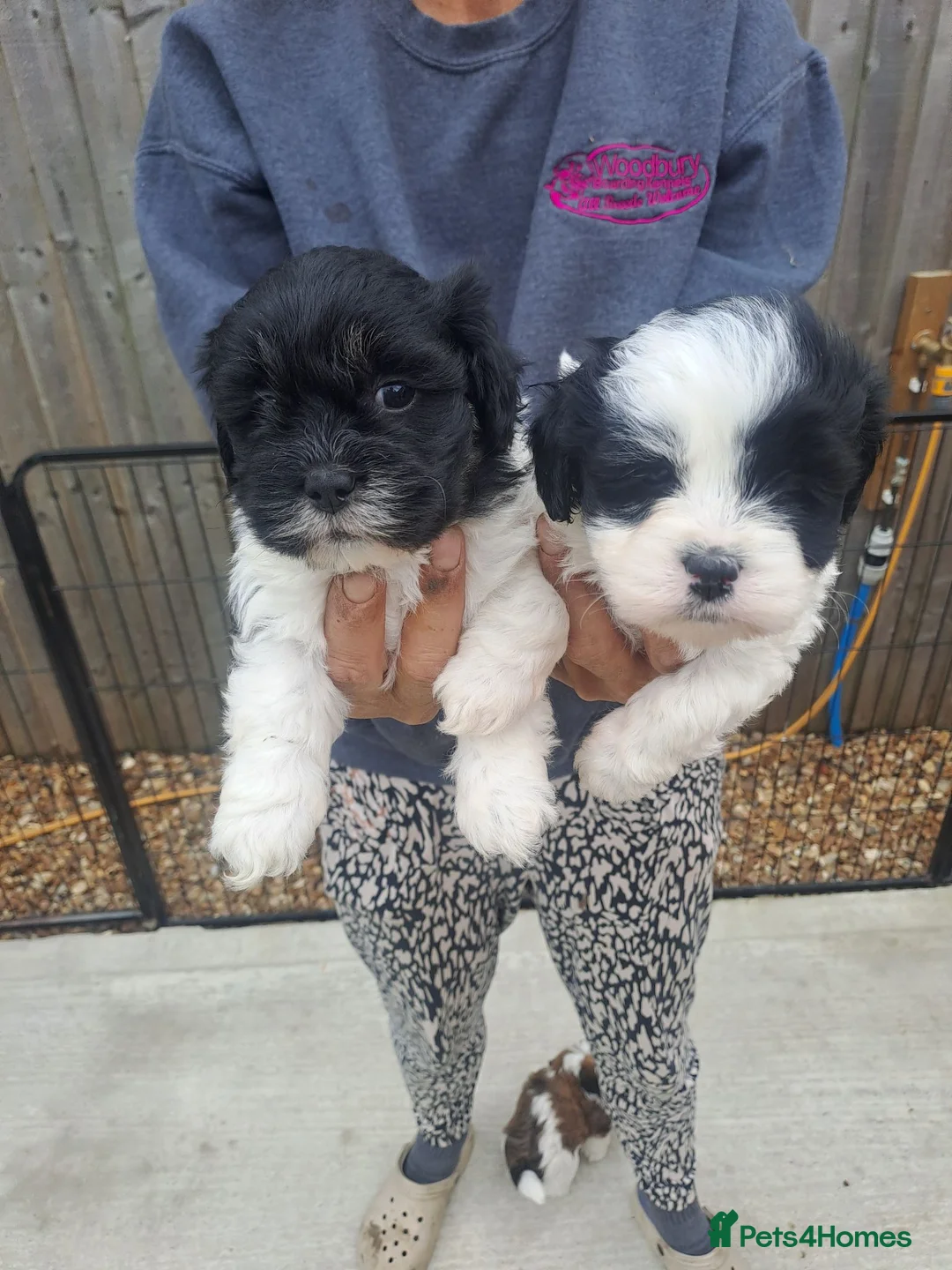 Lhasa Apso dogs for sale: Lhasa Apso Puppies  - Advert 1