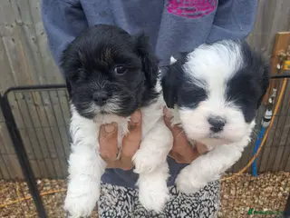 Lhasa Apso dogs Lhasa Apso Puppies - Advert 2