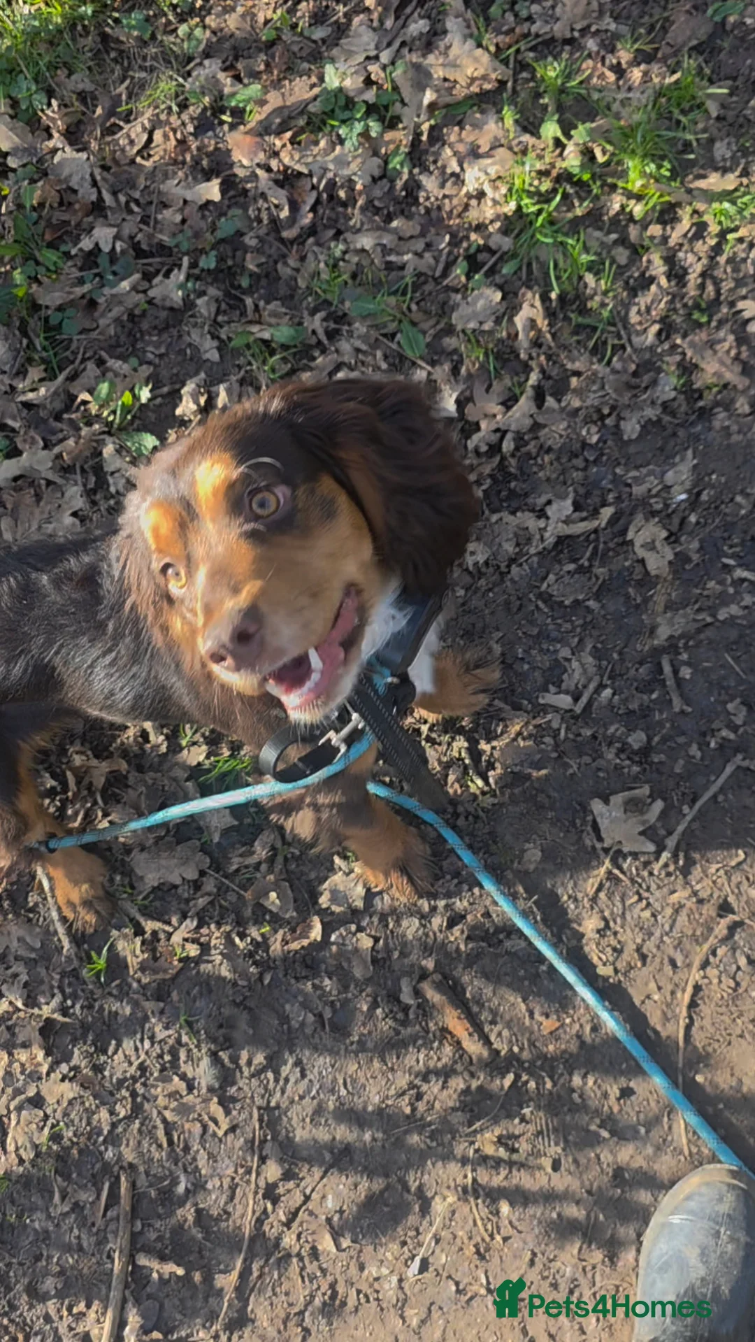 Cocker Spaniel dogs for sale: KC reg working cocker spaniel boy - Advert 2