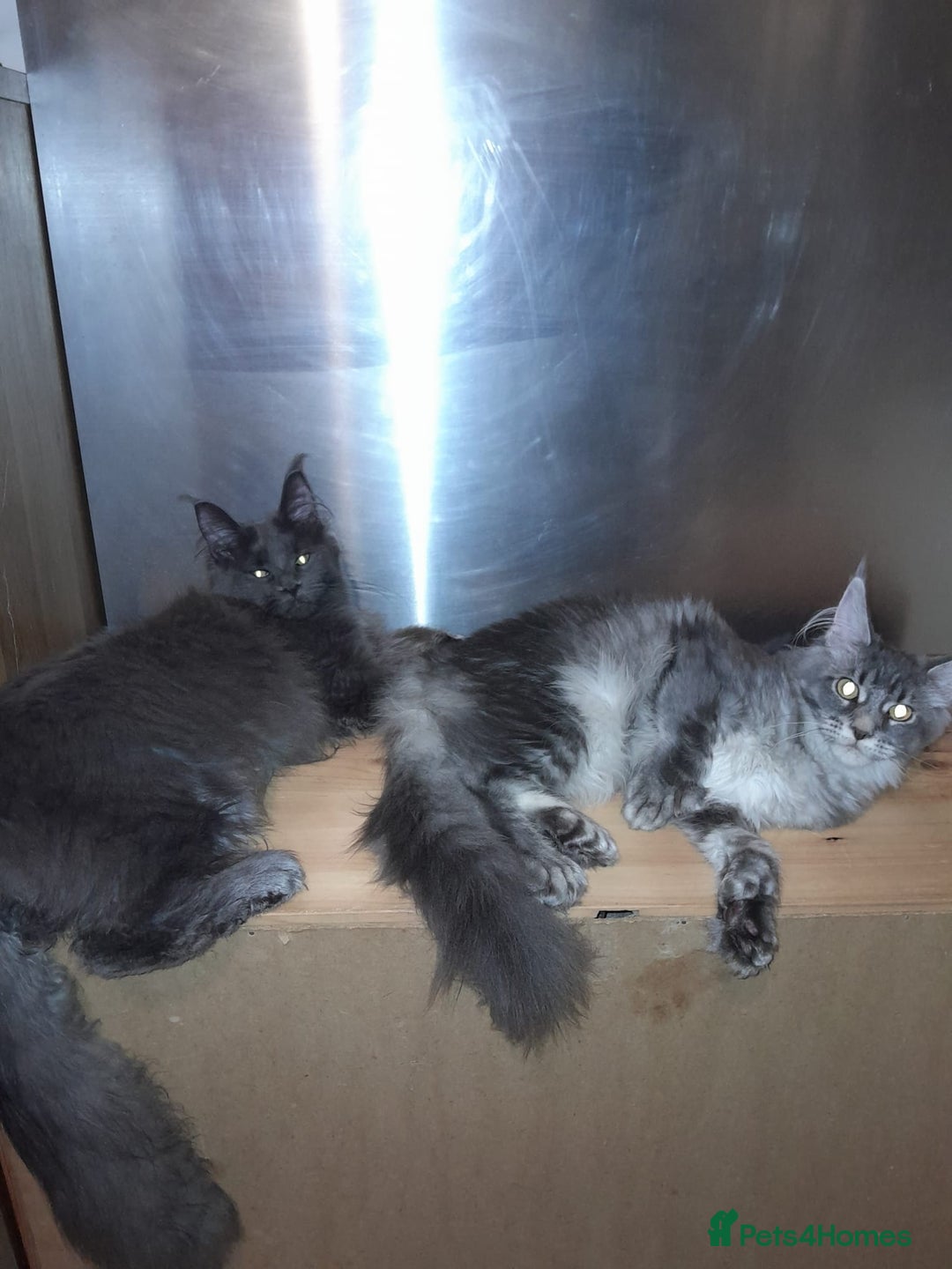 Maine Coon cats for sale: Polydactyl SolidBlue/BlackSilver Girls Maine Coon - Advert 1