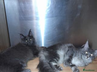 Maine Coon cats Polydactyl SolidBlue/BlackSilver Girls Maine Coon - Advert 6