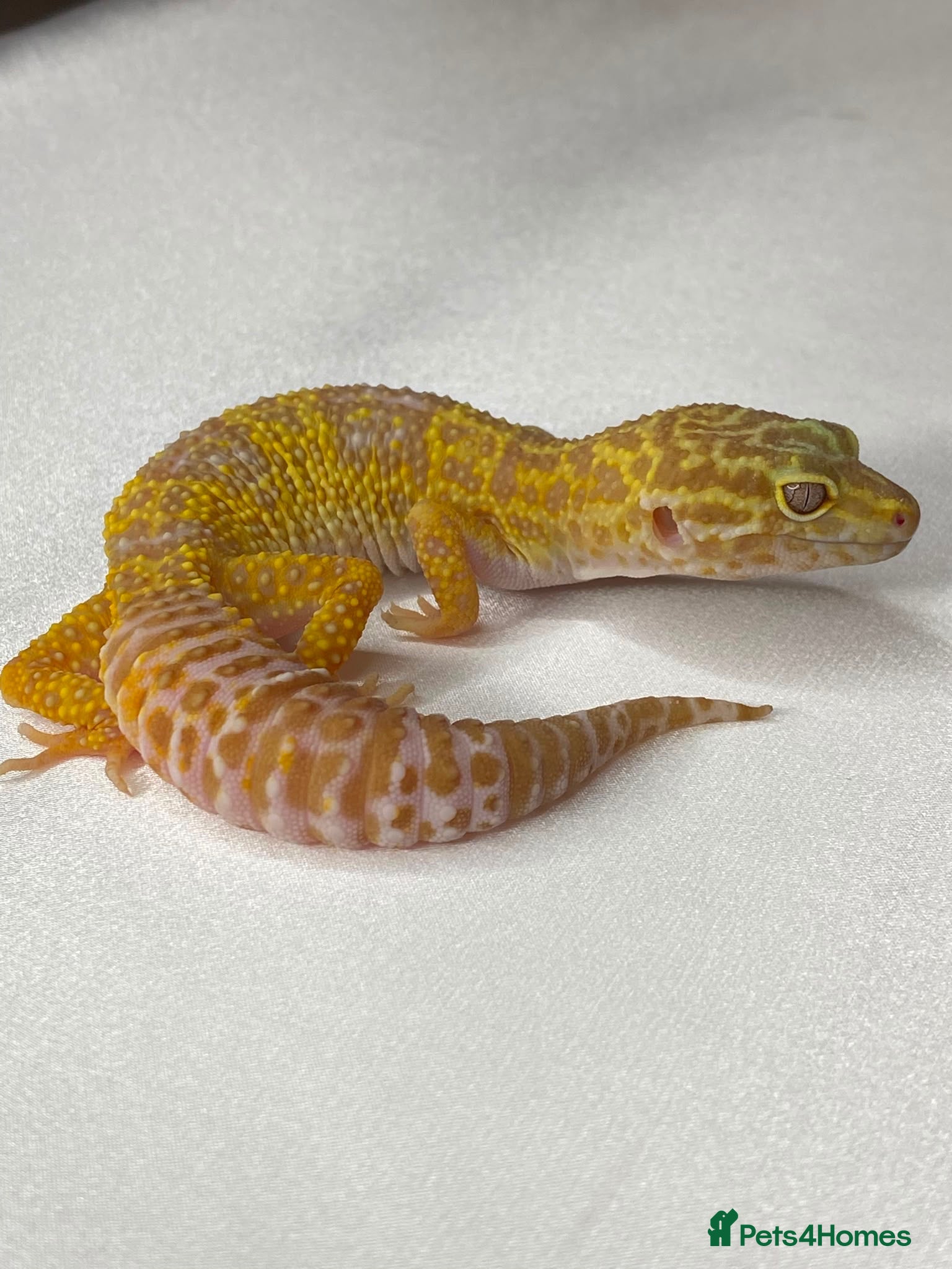 Leopard Gecko reptiles CB25 Tremper albino proven breeder  - Advert 1
