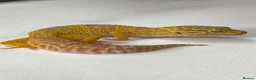 Leopard Gecko reptiles for sale: CB25 Tremper albino proven breeder  - Advert 1