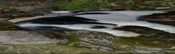 Sprocker dogs for sale: sprockers in Banchory - Advert 5
