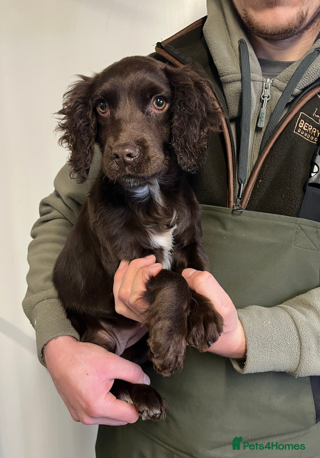 Cocker Spaniel dogs for sale: KC COCKER SPANIEL FEMALE PUP  - Advert 1