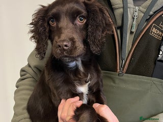 Cocker Spaniel dogs KC COCKER SPANIEL FEMALE PUP - Advert 2