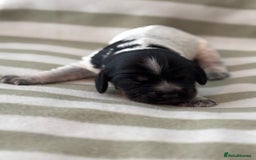 Cocker Spaniel dogs for sale: Beautiful Cocker Spaniel Puppies - Advert 13