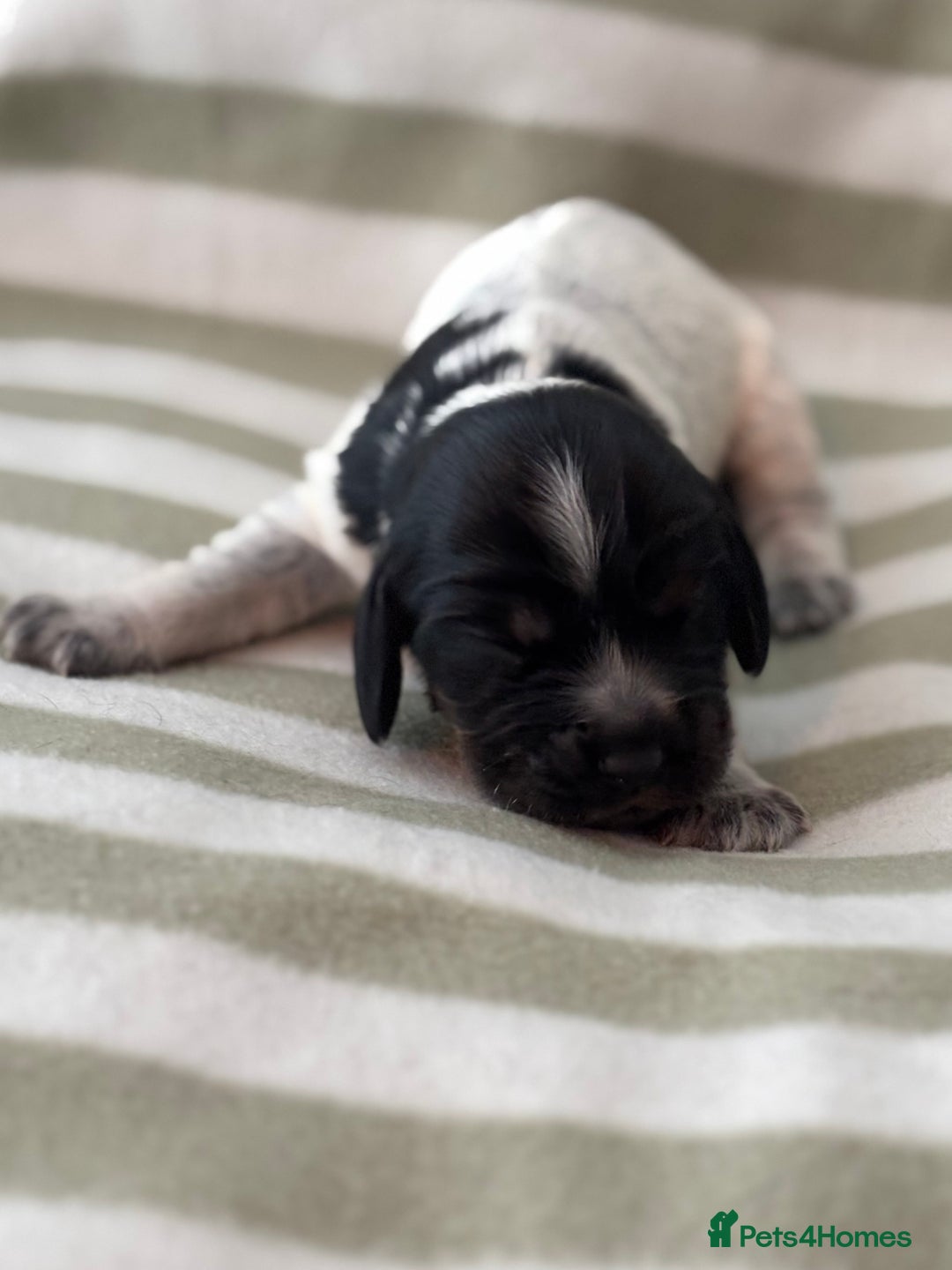 Cocker Spaniel dogs for sale: Beautiful Cocker Spaniel Puppies - Advert 13