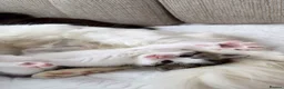 Mixed Breed cats for sale: Gorgeous kittens for sale  in Arundel - Advert 31