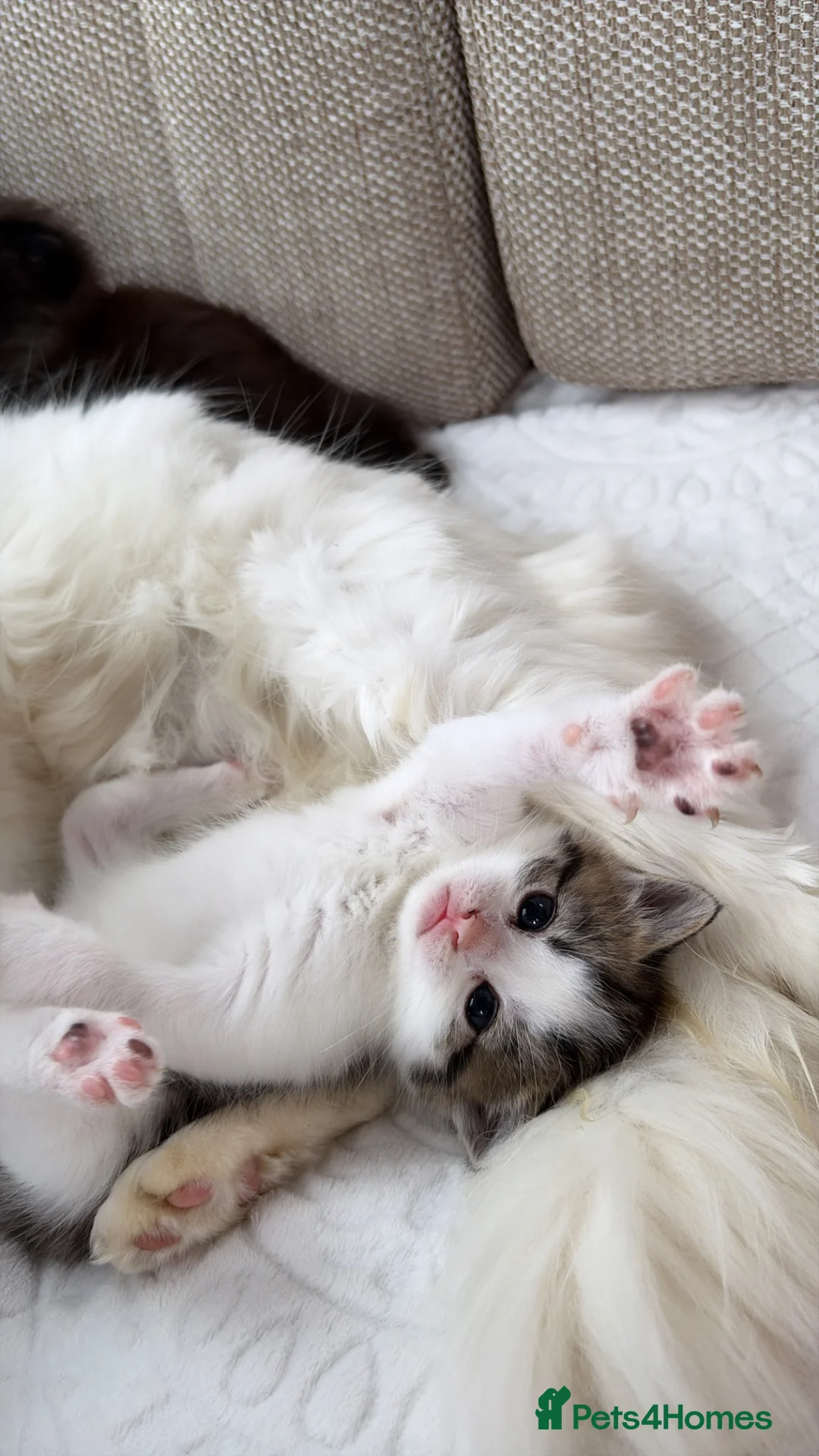 Mixed Breed cats for sale: Gorgeous kittens for sale  in Arundel - Advert 31