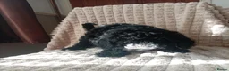 Miniature Poodle dogs for sale: Lovely mini poodles ready to go now  - Advert 29
