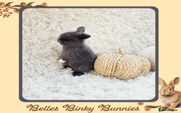 Mini Lop rabbits for sale: 🧡 Baby Mini Lops 🧡 Ready 22nd Oct 🧡 - Image 6
