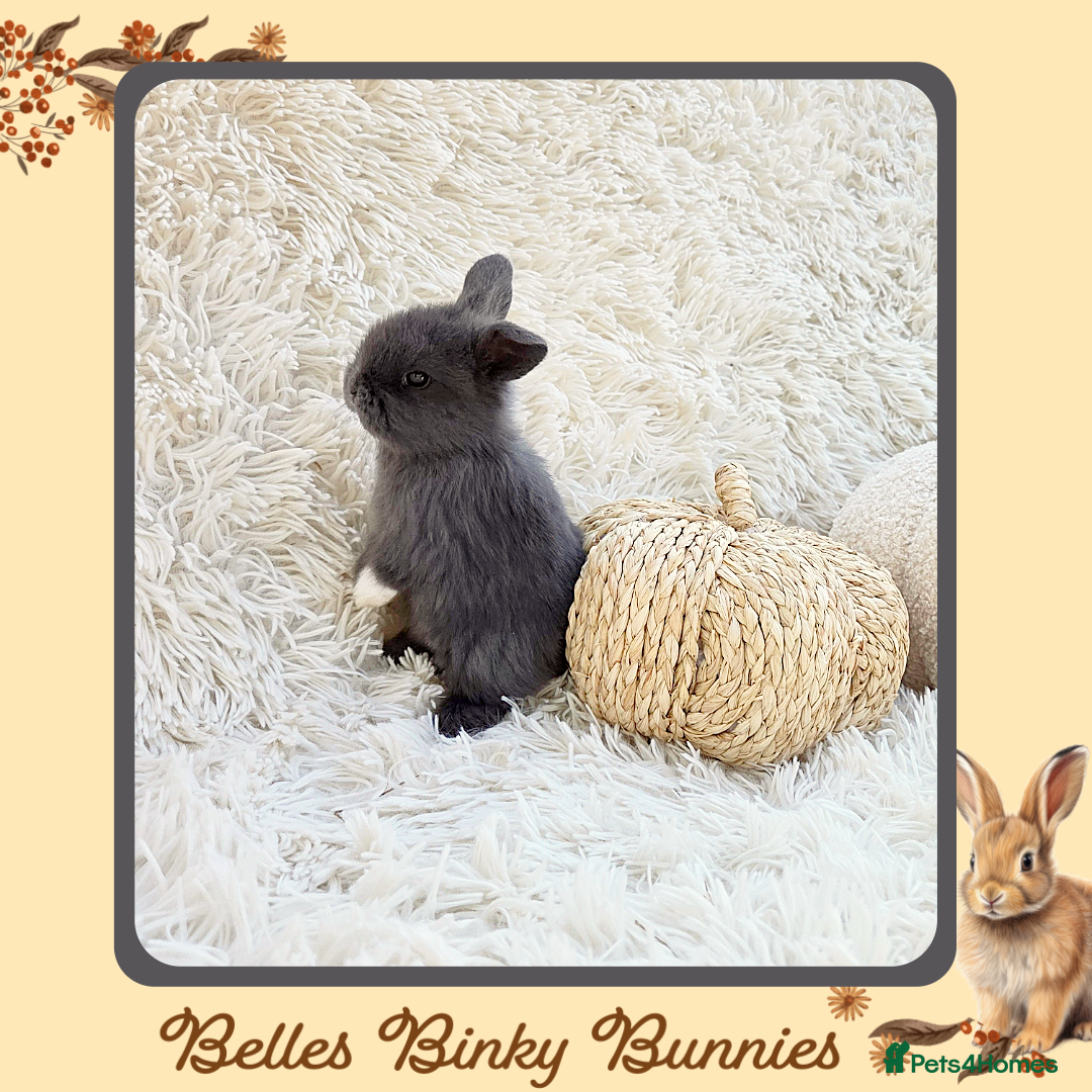 Mini Lop rabbits for sale: 🧡 Baby Mini Lops 🧡 Ready 22nd Oct 🧡 - Image 6