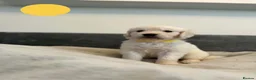 Golden Retriever dogs for sale: Golden Retriever Puppies – 4 Girls & 4 Boys - Advert 7