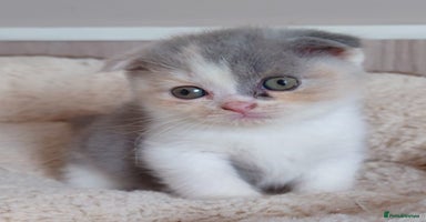Scottish Fold cats - Advert 6