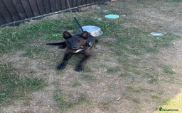 Belgian Shepherd Dog dogs for sale: Black Dutch shepherd  - Image 2