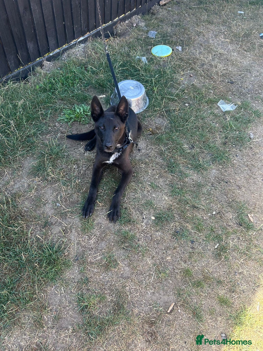 Belgian Shepherd Dog dogs for sale: Black Dutch shepherd  - Image 2