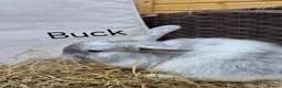 Mini Lop rabbits for sale: Mini Lop Babies Beautiful Temperaments. - Advert 2