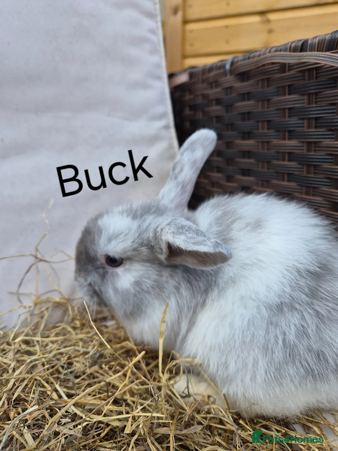 Mini Lop rabbits for sale: Mini Lop Babies Beautiful Temperaments. - Advert 2