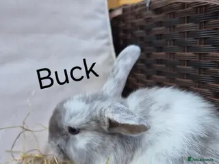 Mini Lop rabbits Mini Lop Babies Beautiful Temperaments. - Advert 12