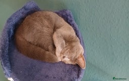 British Shorthair cats for sale: Silver - Image 2