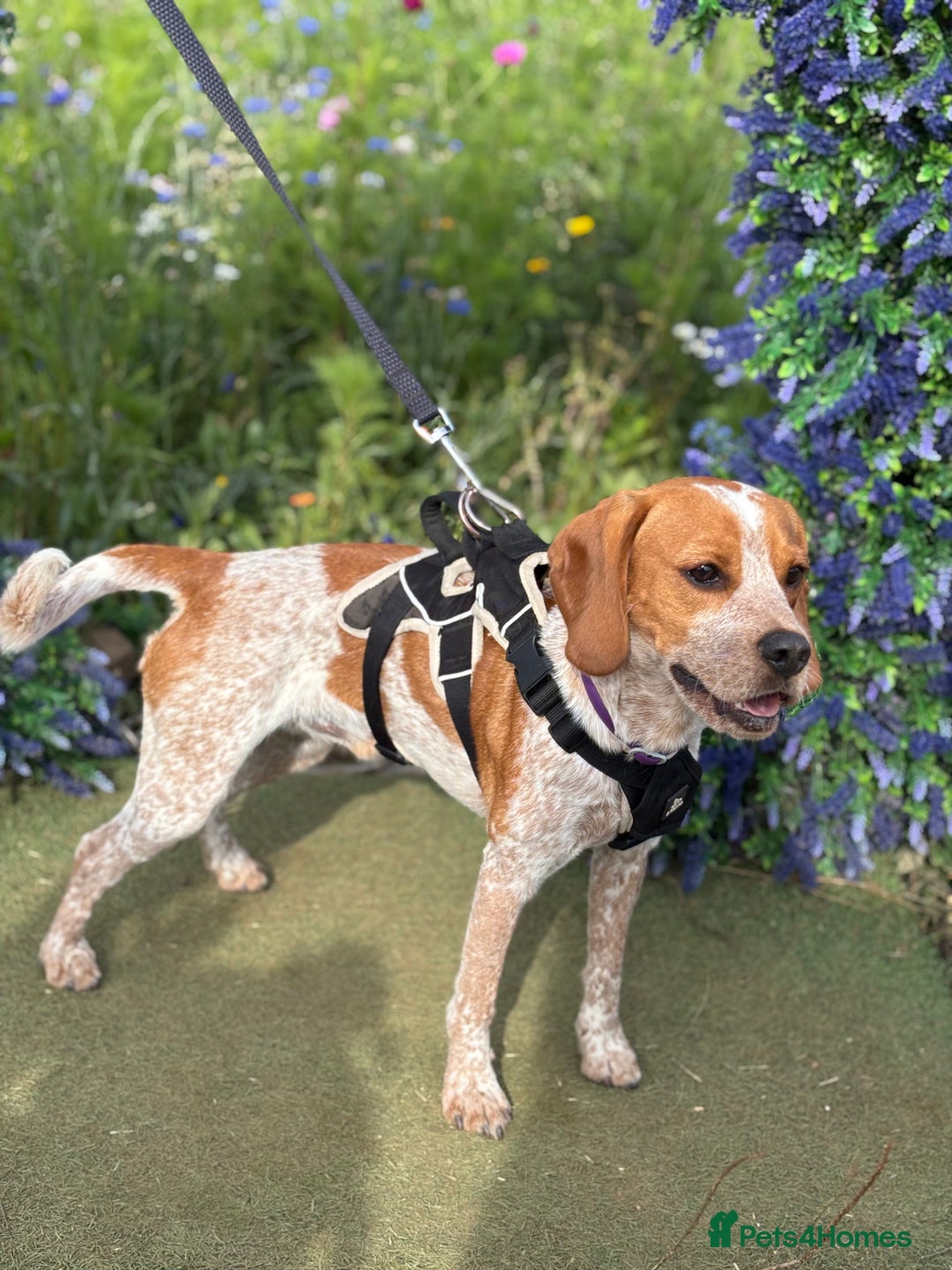 Beaglier dogs for sale: 13 month old beaglier  - Advert 17