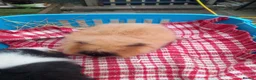 Guinea Pig rodents for sale: Swiss baby boys - Advert 6